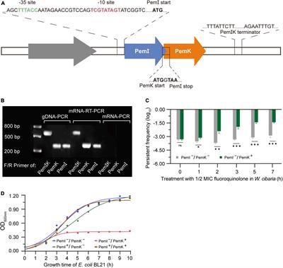 PemK’s Arg24 is a crucial residue for PemIK toxin–antitoxin system to induce the persistence of Weissella cibaria against ciprofloxacin stress